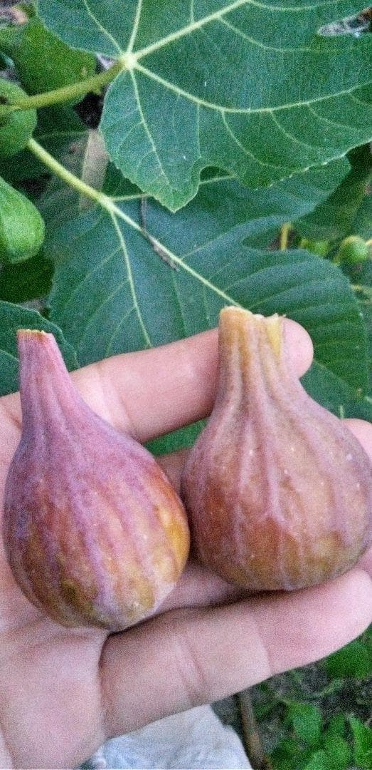 アボカド　いちじくなどの穂木　注文確認用