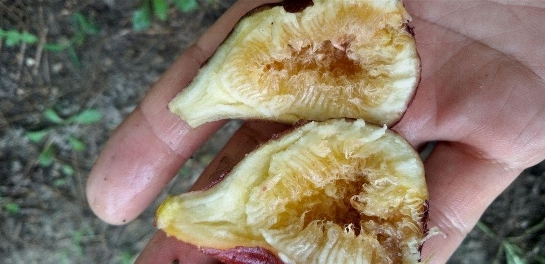 アボカド　いちじくなどの穂木　注文確認用