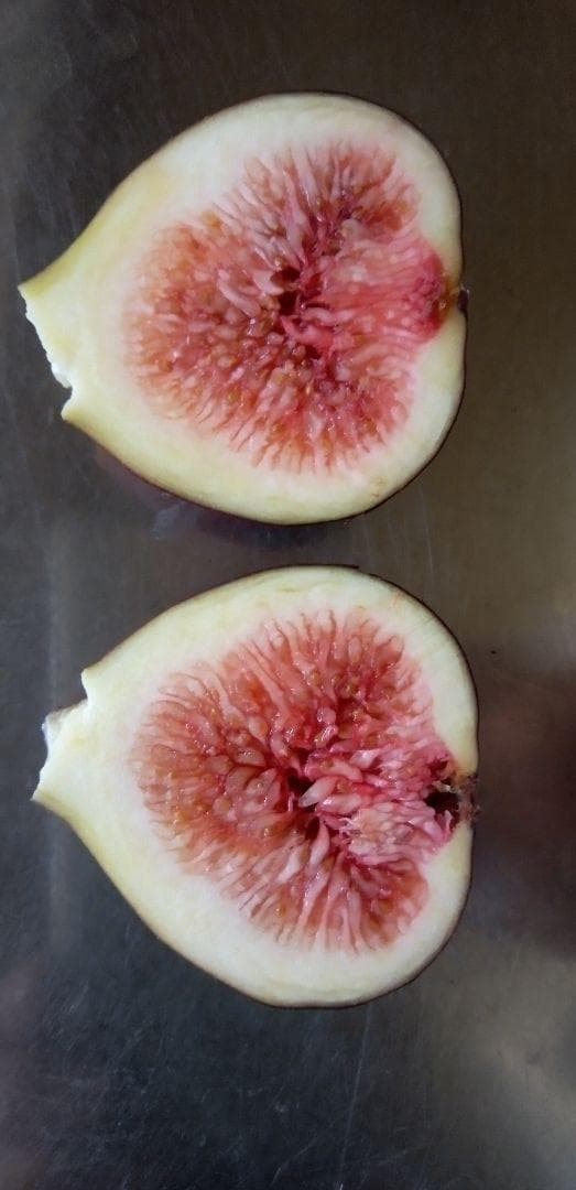 アボカド　いちじくなどの穂木　注文確認用