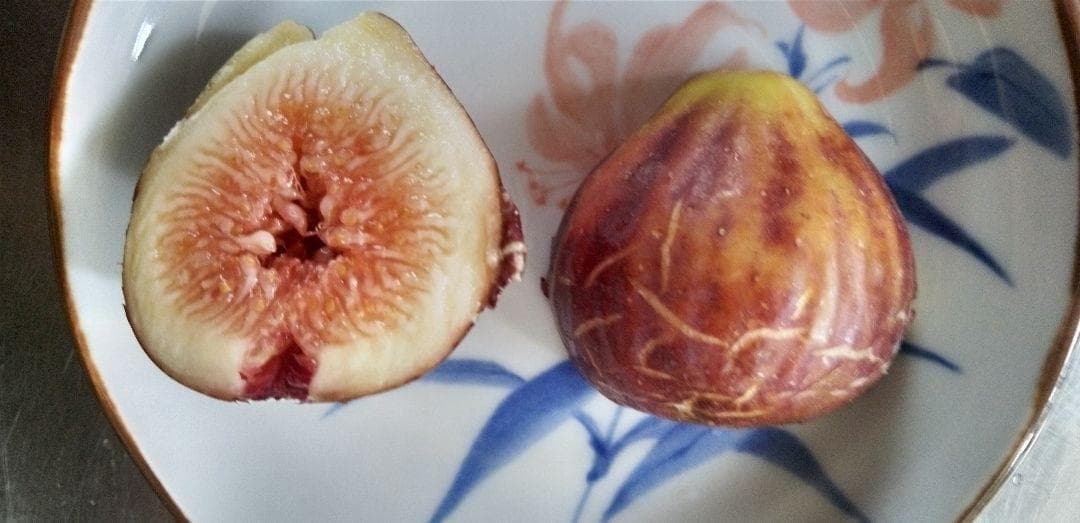 アボカド　いちじくなどの穂木　注文確認用