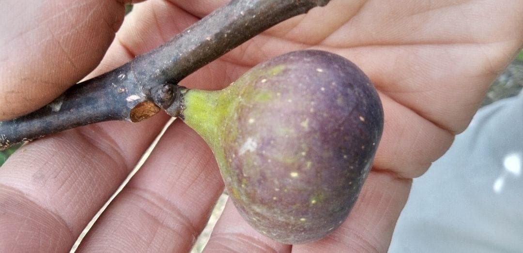 アボカド　いちじくなどの穂木　注文確認用