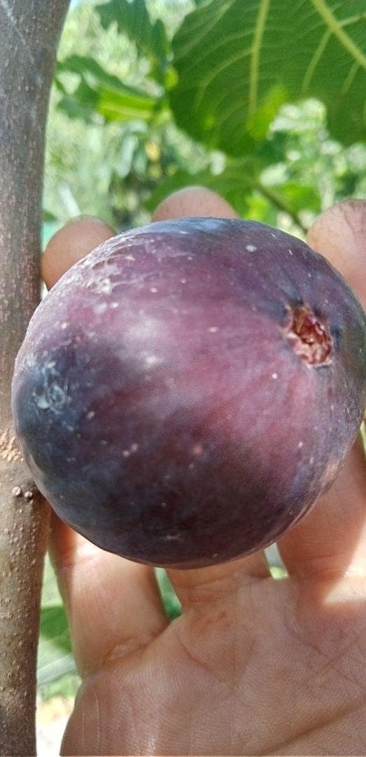 アボカド　いちじくなどの穂木　注文確認用