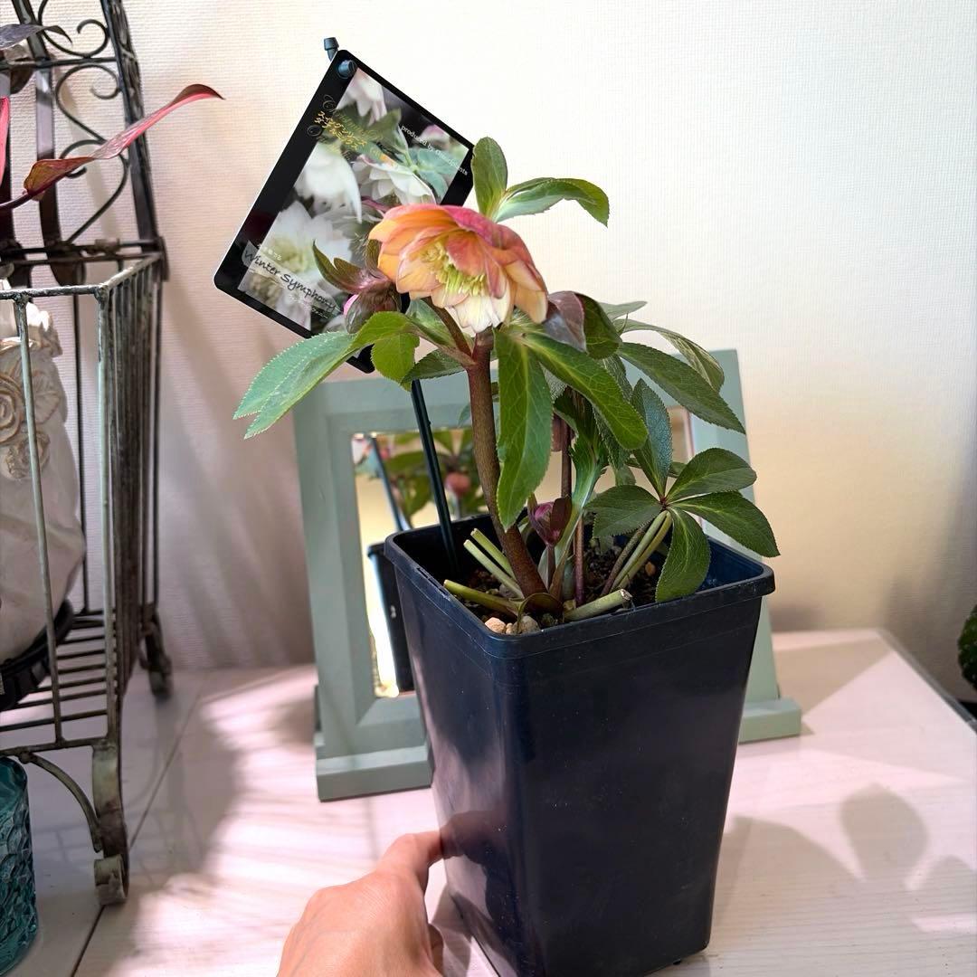 クリスマスローズ ウィンターシンフォニー スィングシリーズ dd《1/18