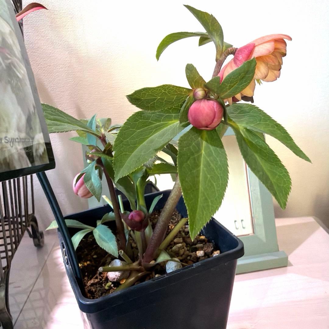 クリスマスローズ ウィンターシンフォニー スィングシリーズ dd《1/18