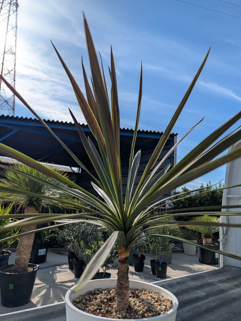 コルジリネ チョコミント《H＝約75㎝・8号》180