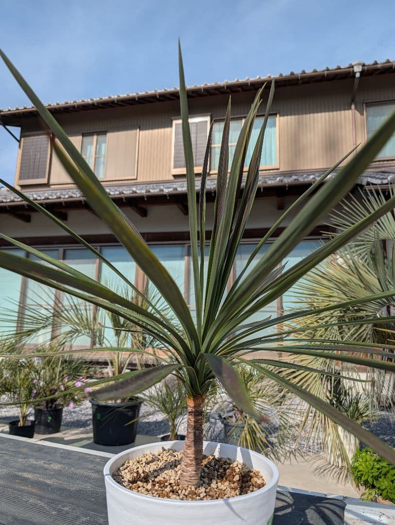 コルジリネ チョコミント《H＝約75㎝・8号》180