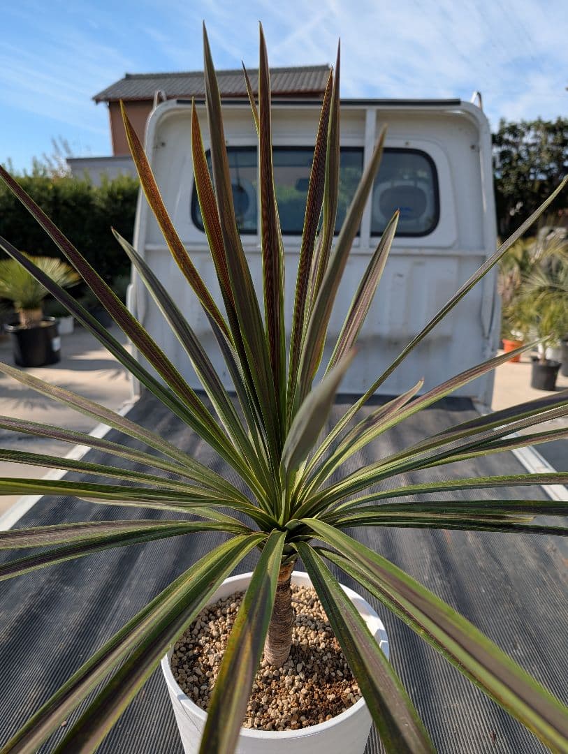 コルジリネ チョコミント《H＝約75㎝・8号》180