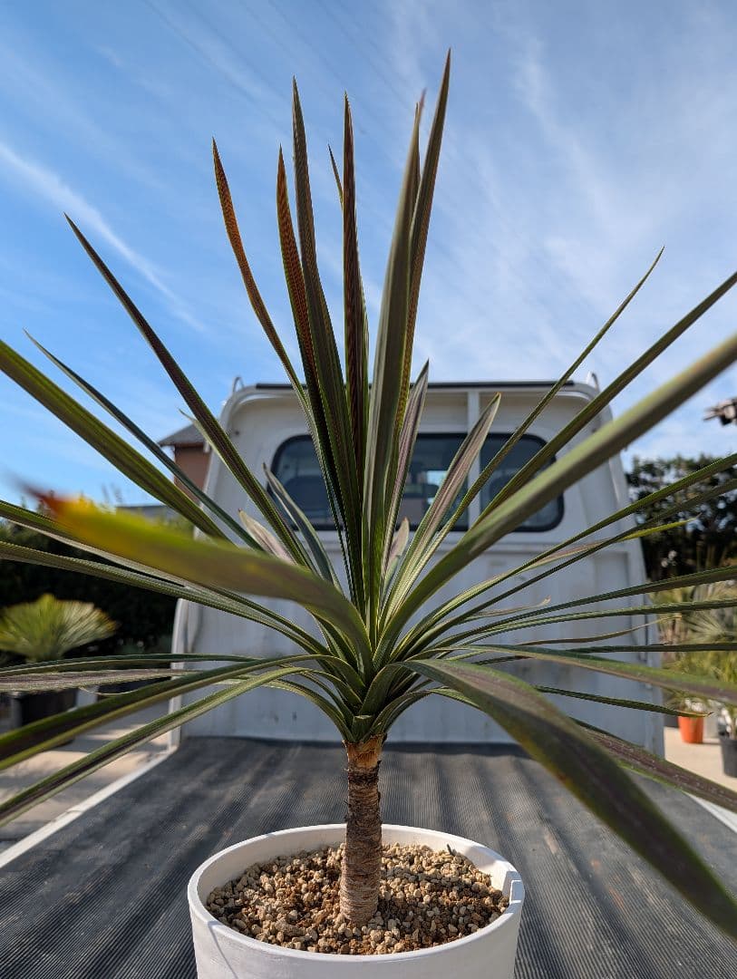 コルジリネ チョコミント《H＝約75㎝・8号》180