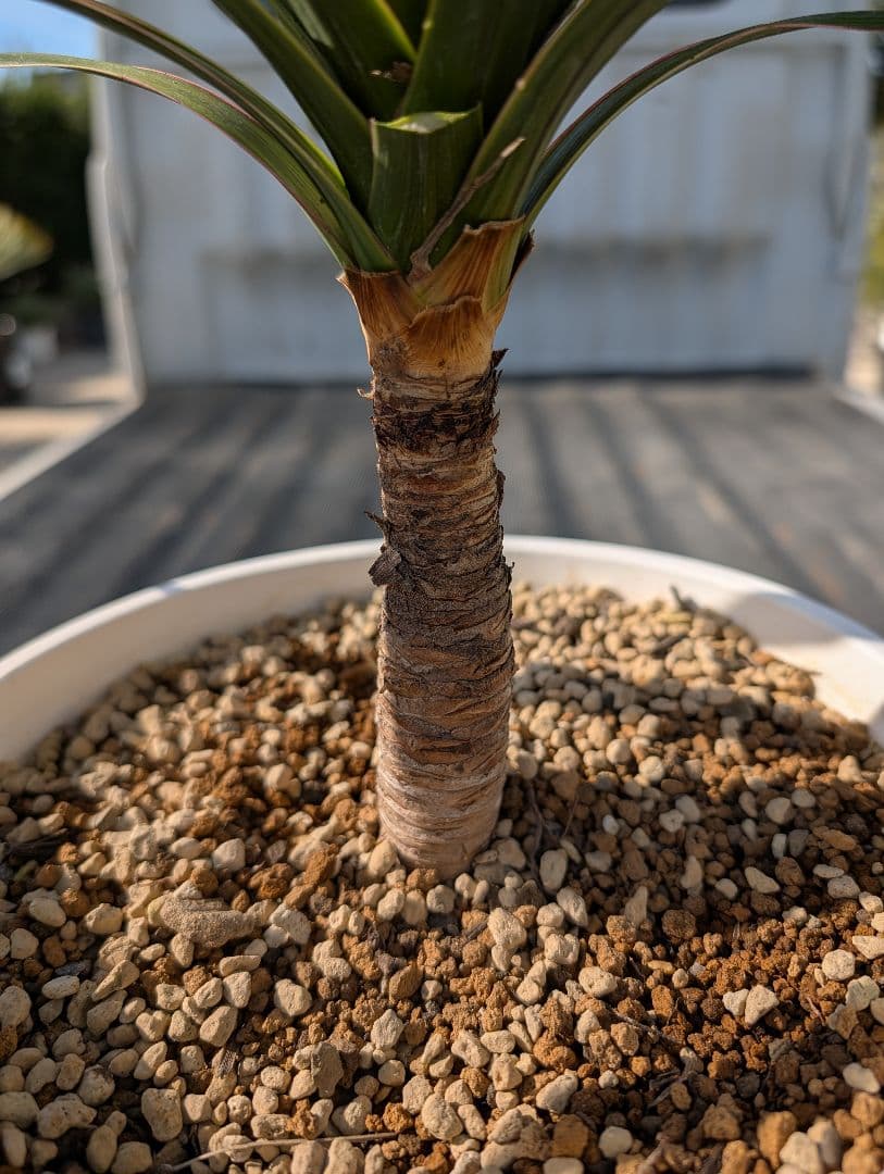 コルジリネ チョコミント《H＝約75㎝・8号》180