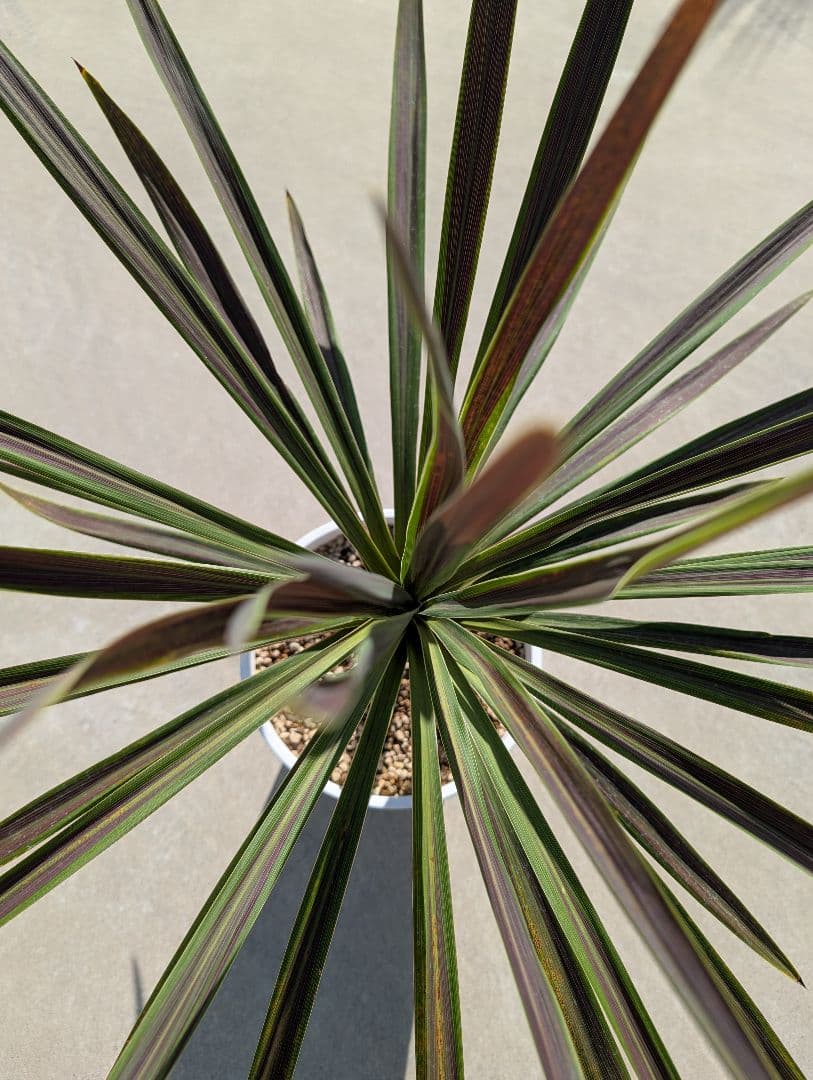 コルジリネ チョコミント《H＝約75㎝・8号》180