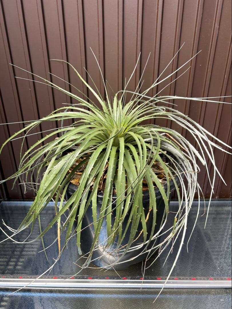 プヤ ベルテロニアナ B