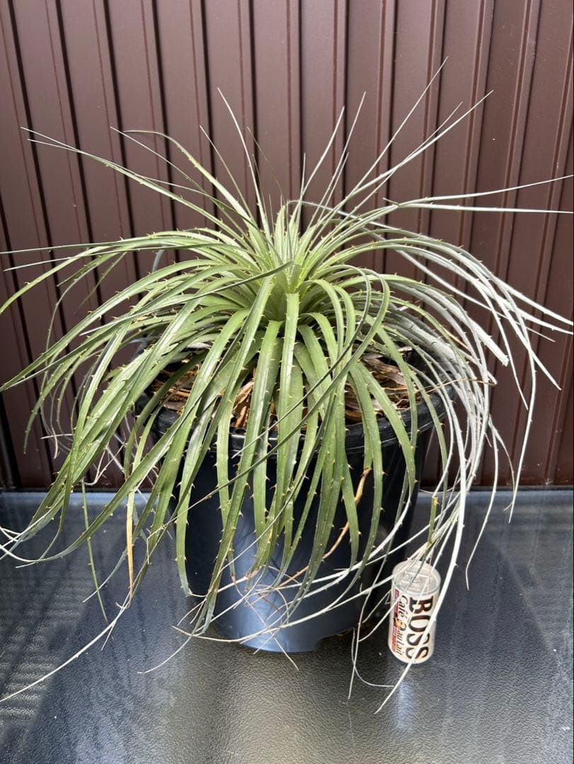 プヤ ベルテロニアナ B