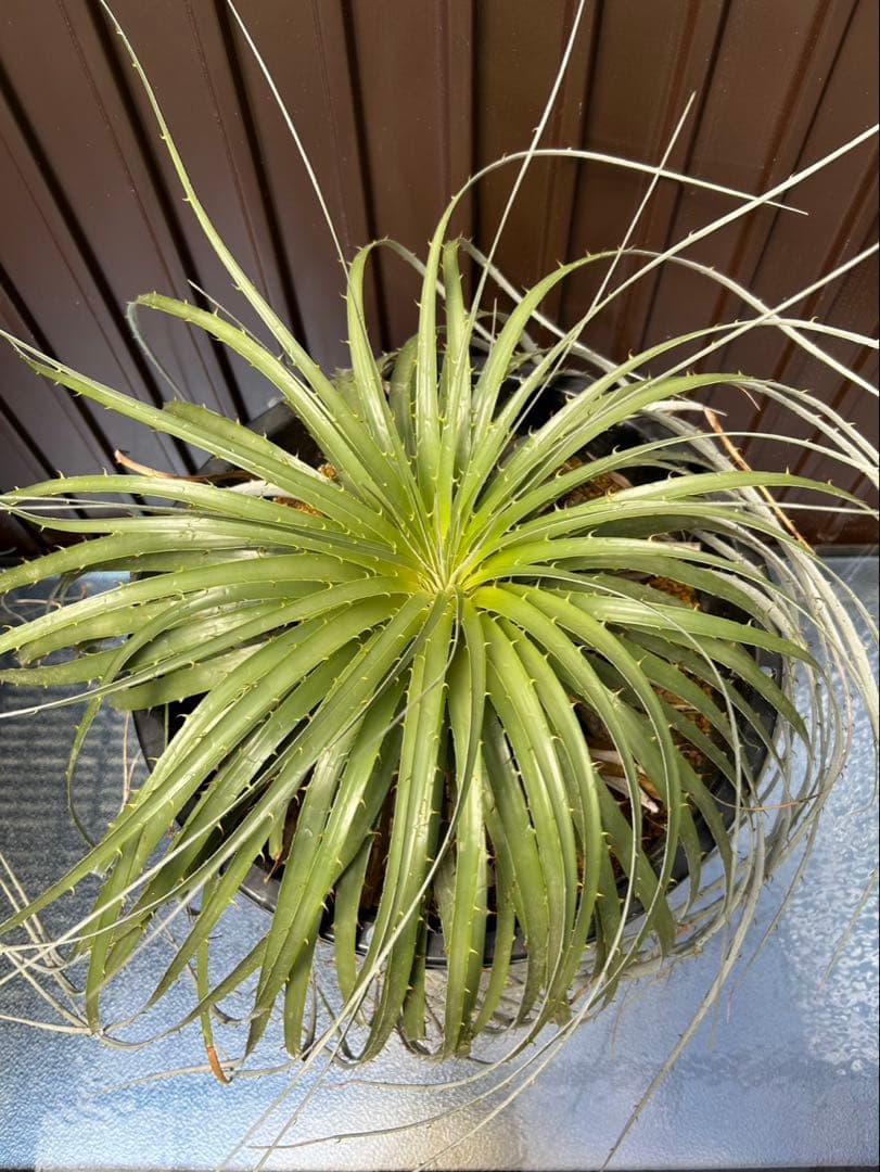 プヤ ベルテロニアナ B