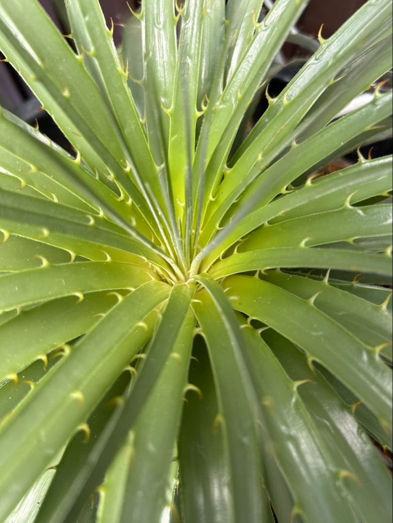 プヤ ベルテロニアナ B