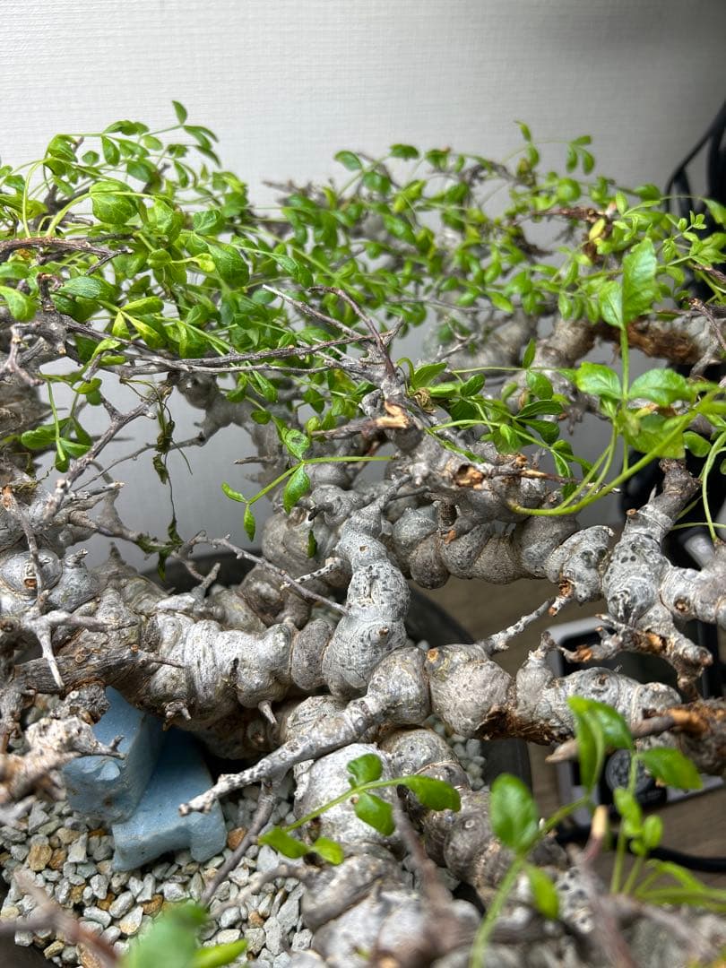 特選株 発根済み現地球 コミフォラ エイル - メルカリ