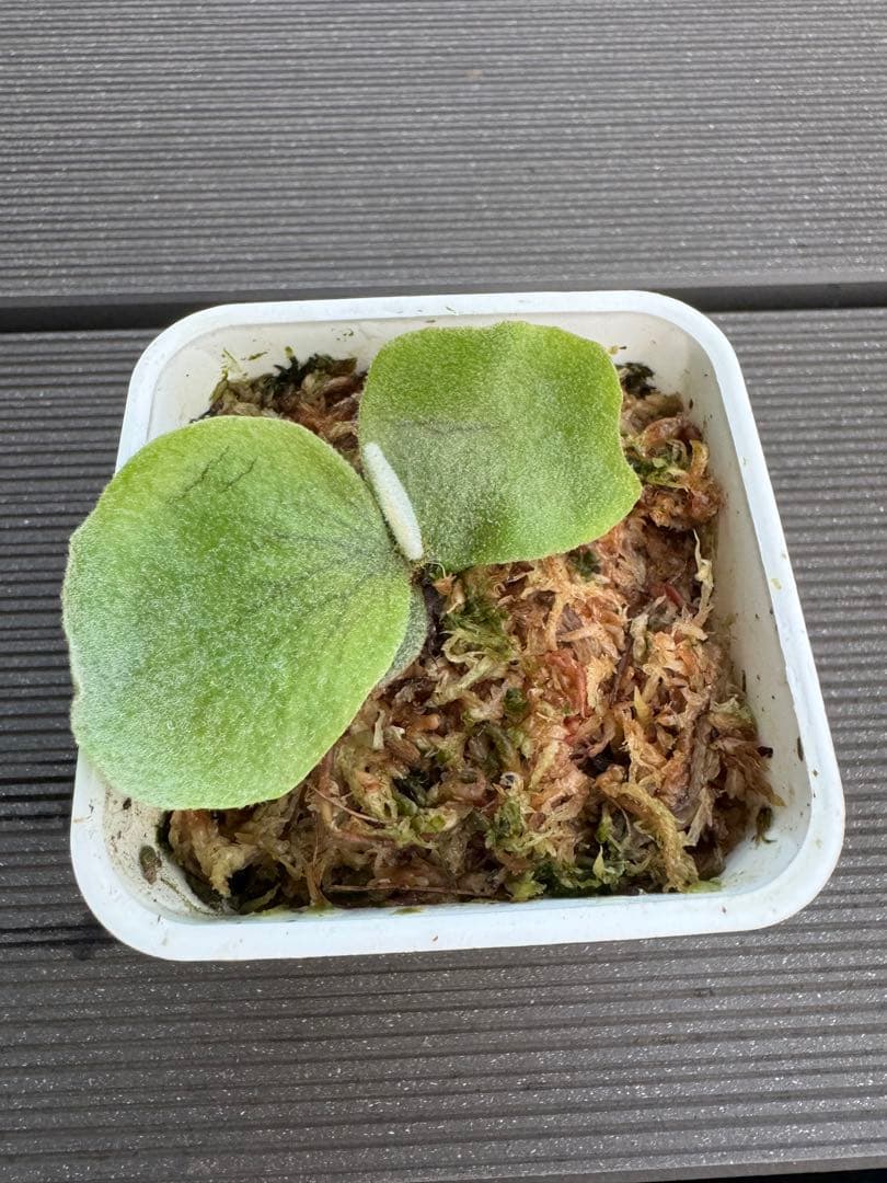 ビカクシダ P.willinckii Uncia