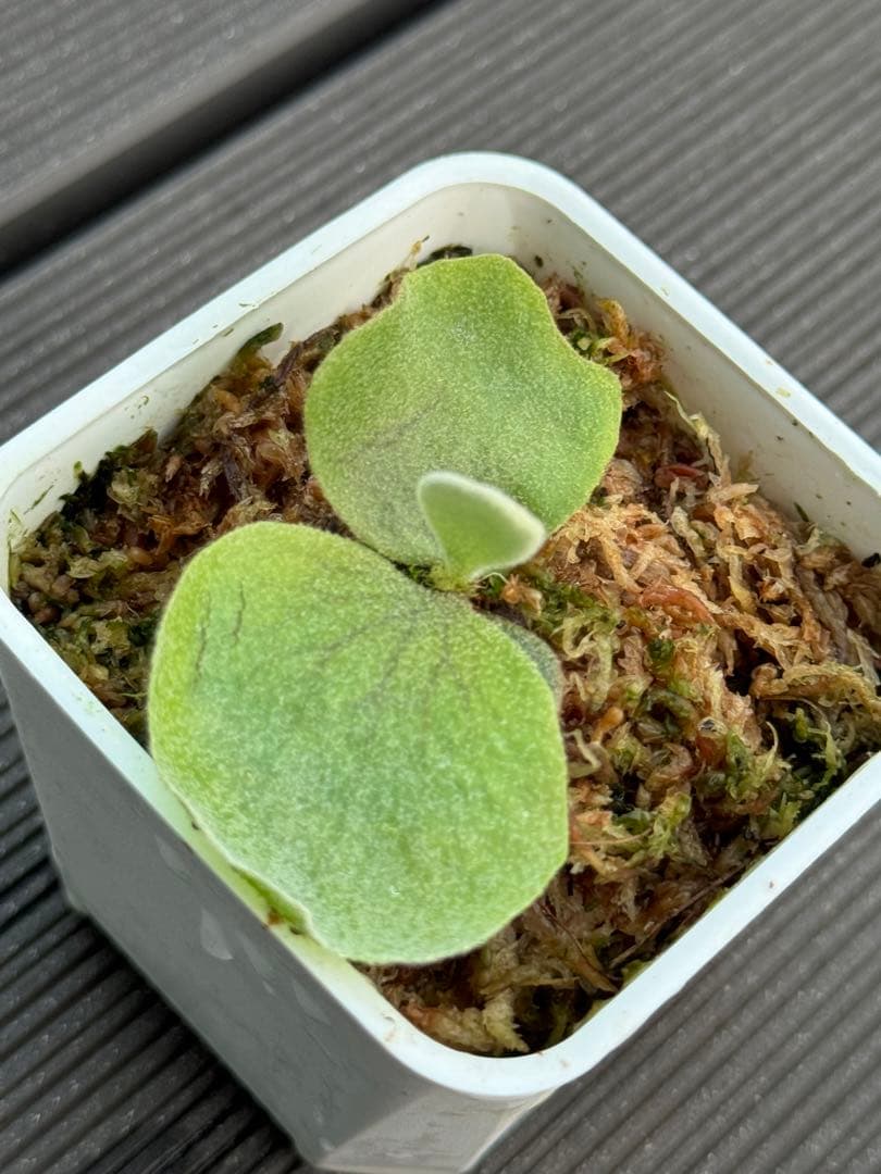 ビカクシダ P.willinckii Uncia