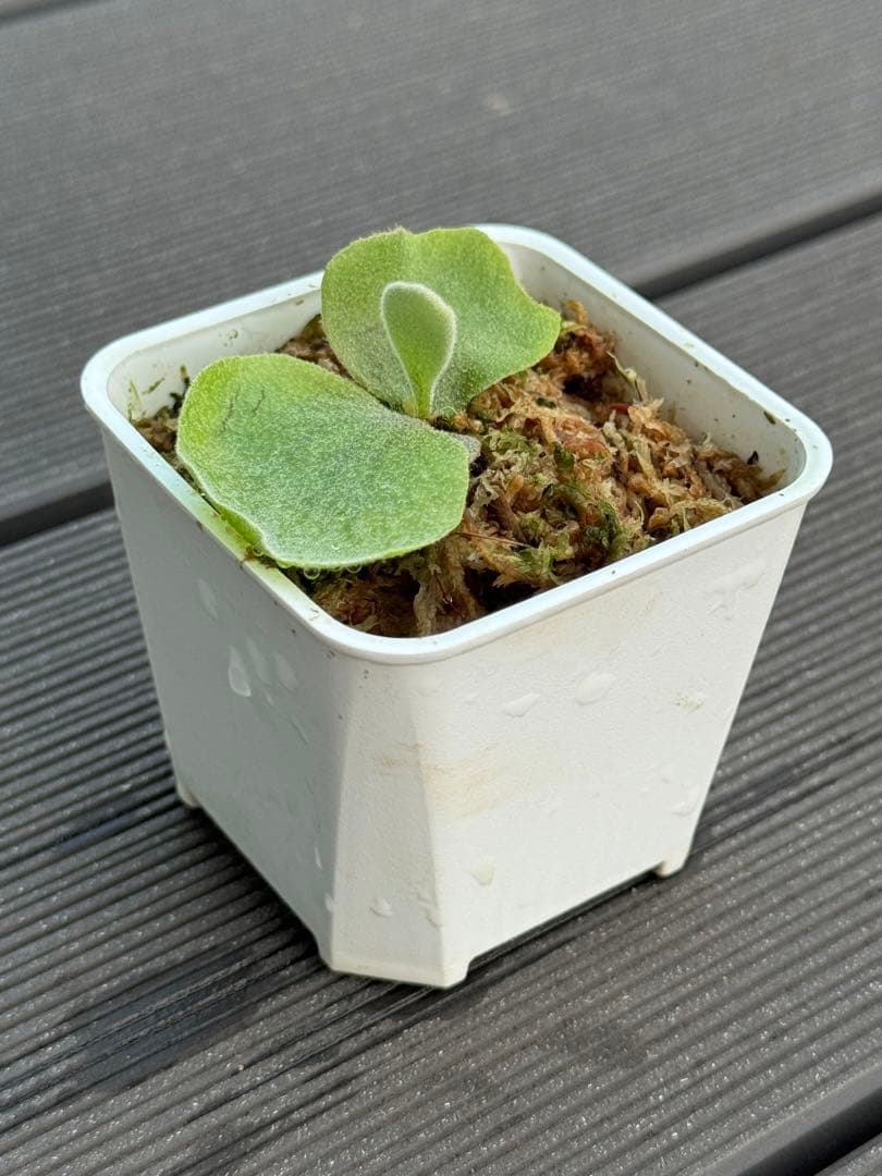 ビカクシダ P.willinckii Uncia