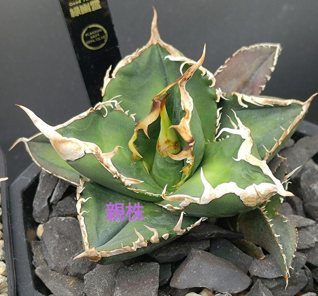 アガベ 緑幽霊（本物/良血統）/分球子株 - メルカリ