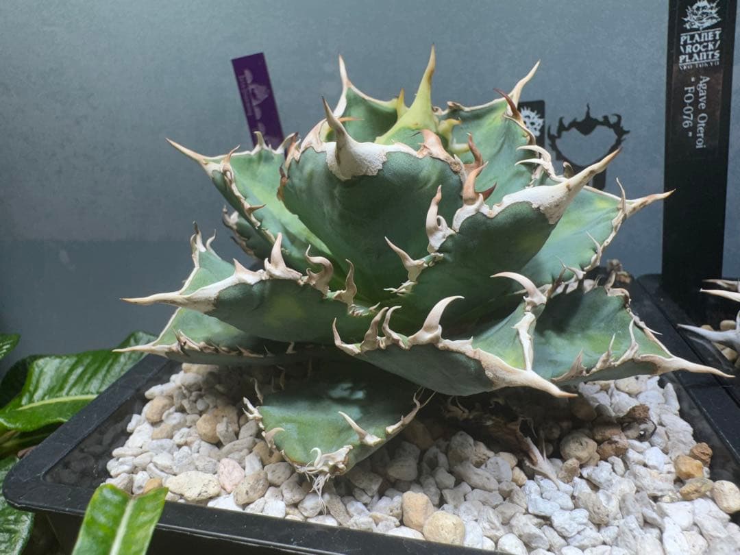 アガベ　大白鯊 OC クラウン（清桜.大白鯊.悪魔くん.白狂刺.ブツブツ