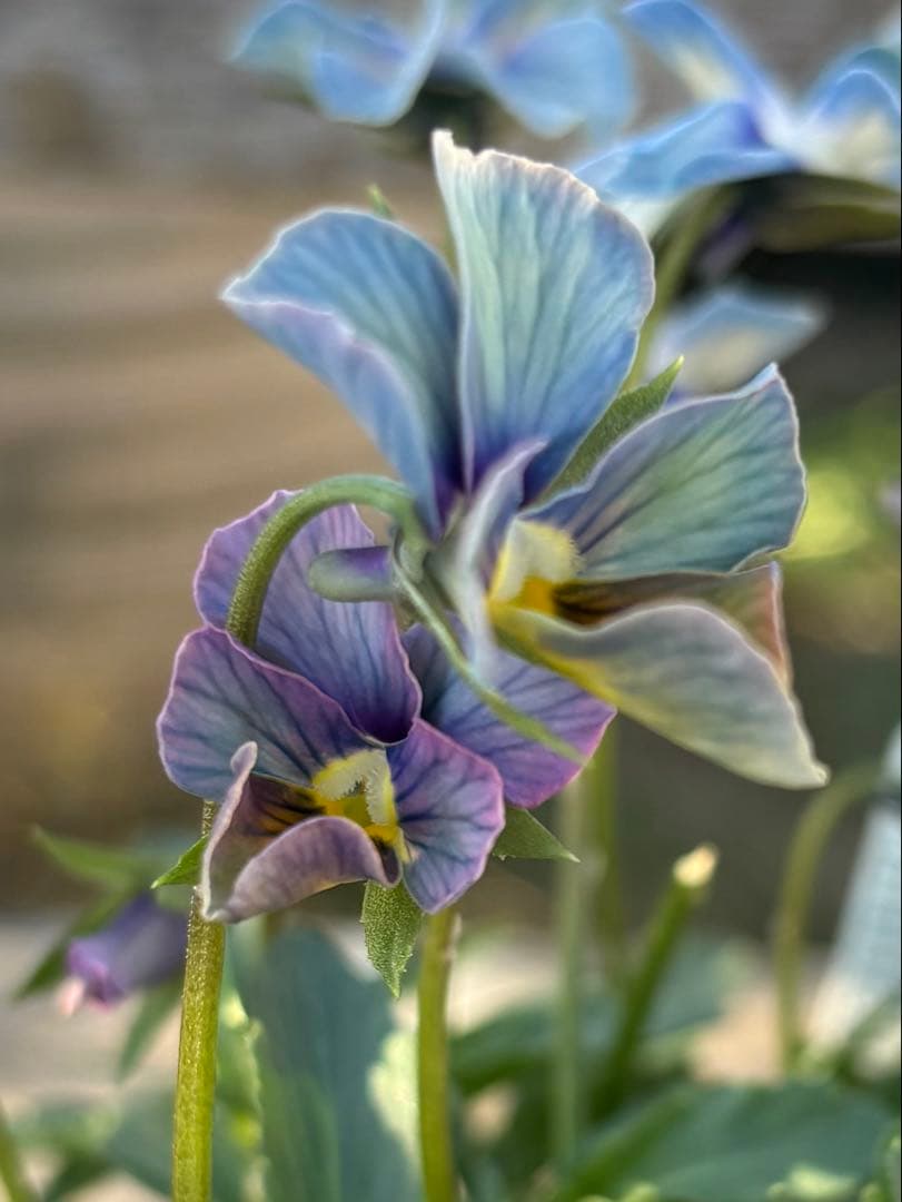 MIYABI様ご依頼品　計　5苗　現品　匿名メルカリ便発送