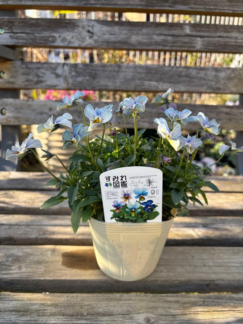 MIYABI様ご依頼品　計　5苗　現品　匿名メルカリ便発送