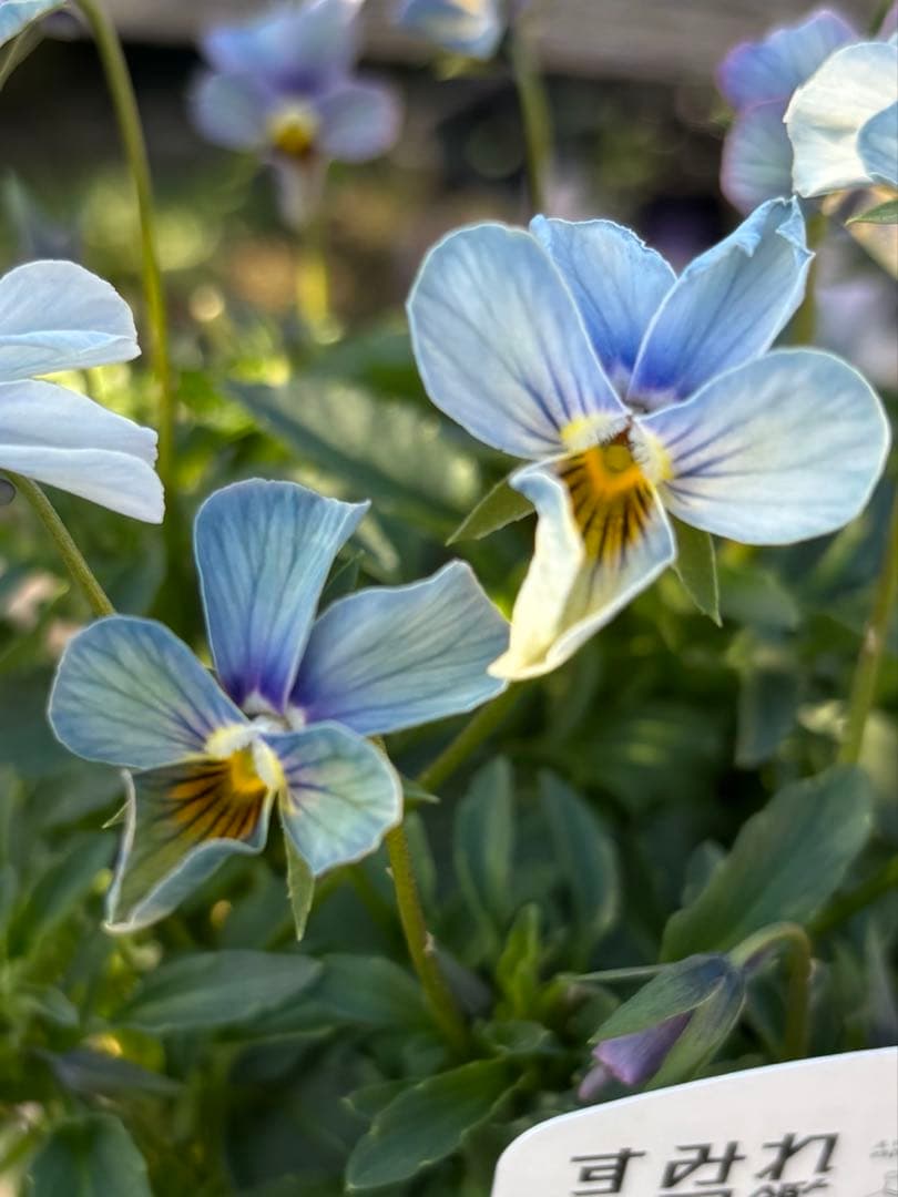 MIYABI様ご依頼品　計　5苗　現品　匿名メルカリ便発送