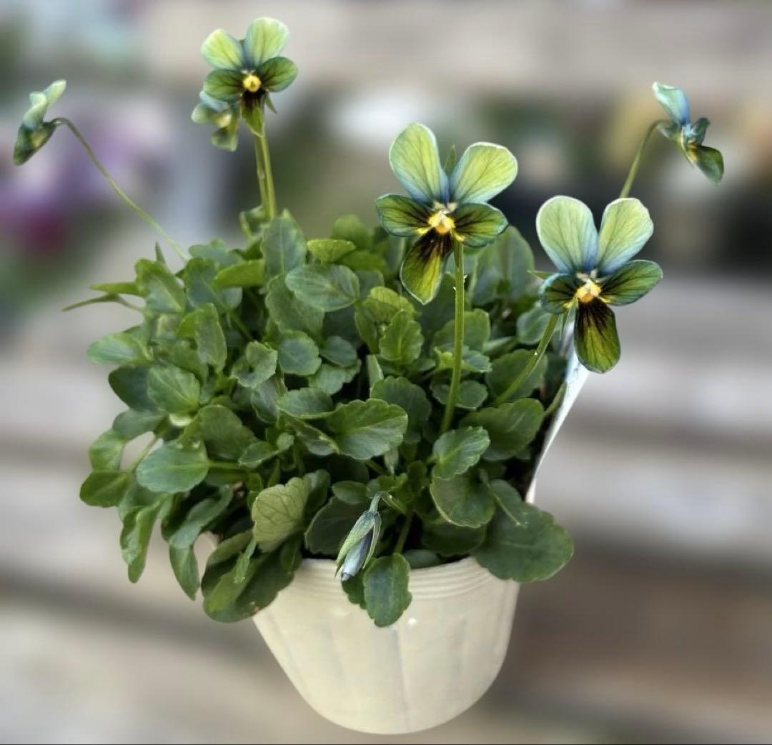 MIYABI様ご依頼品　計　5苗　現品　匿名メルカリ便発送