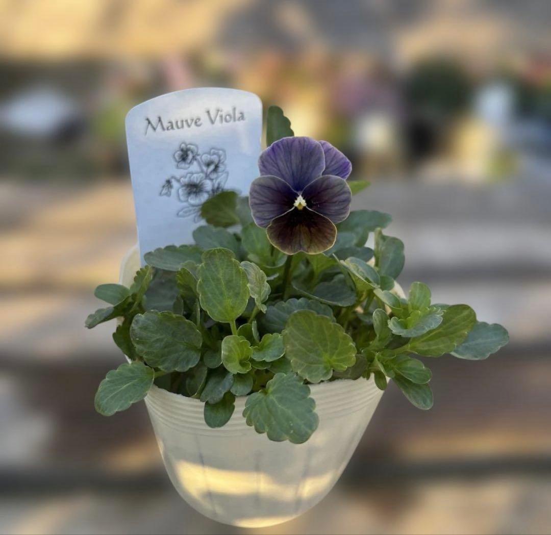 MIYABI様ご依頼品　計　5苗　現品　匿名メルカリ便発送