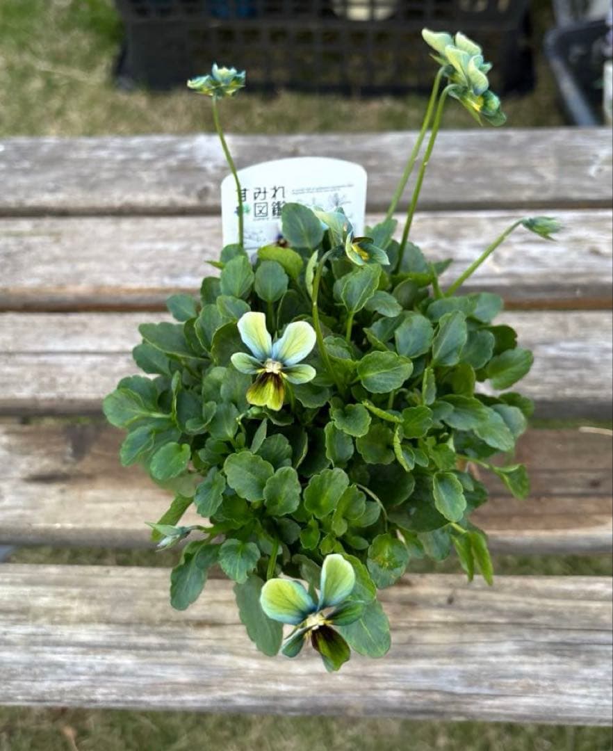 MIYABI様ご依頼品　計　5苗　現品　匿名メルカリ便発送