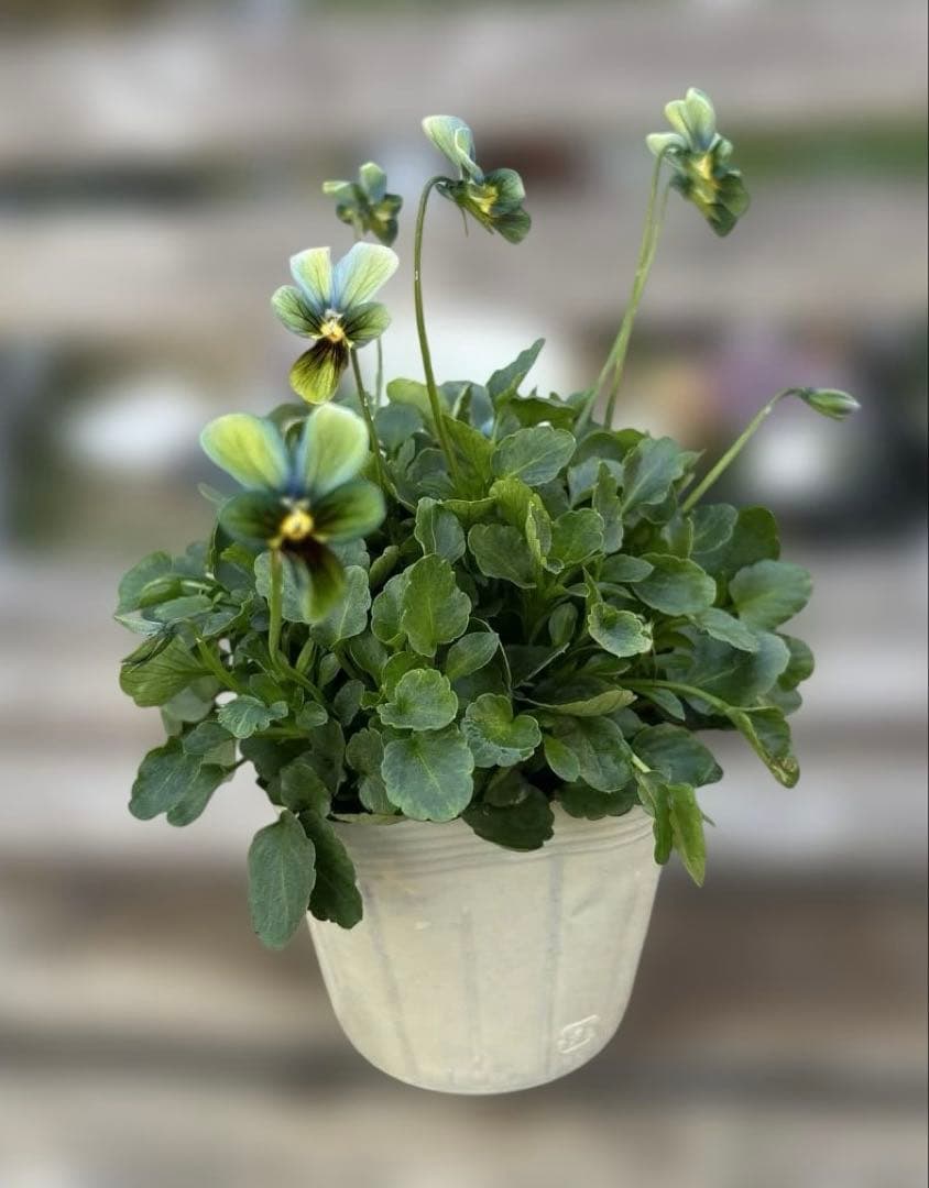 MIYABI様ご依頼品　計　5苗　現品　匿名メルカリ便発送