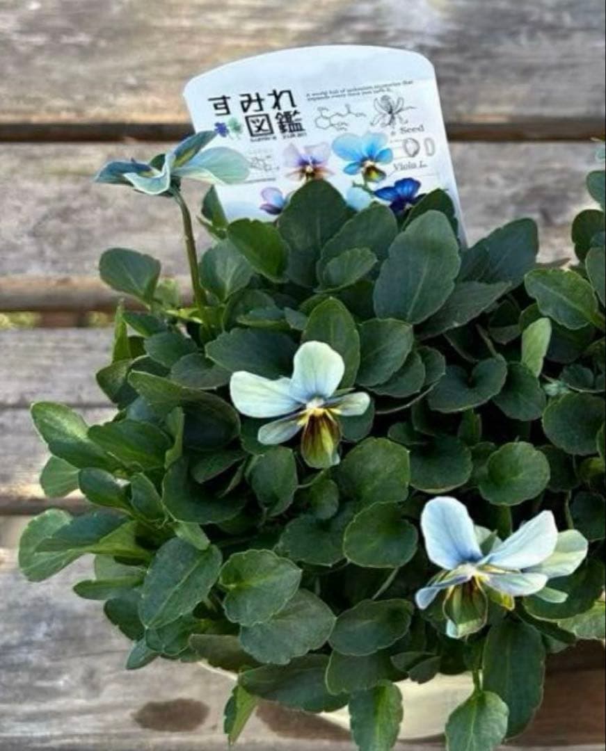 MIYABI様ご依頼品　計　5苗　現品　匿名メルカリ便発送