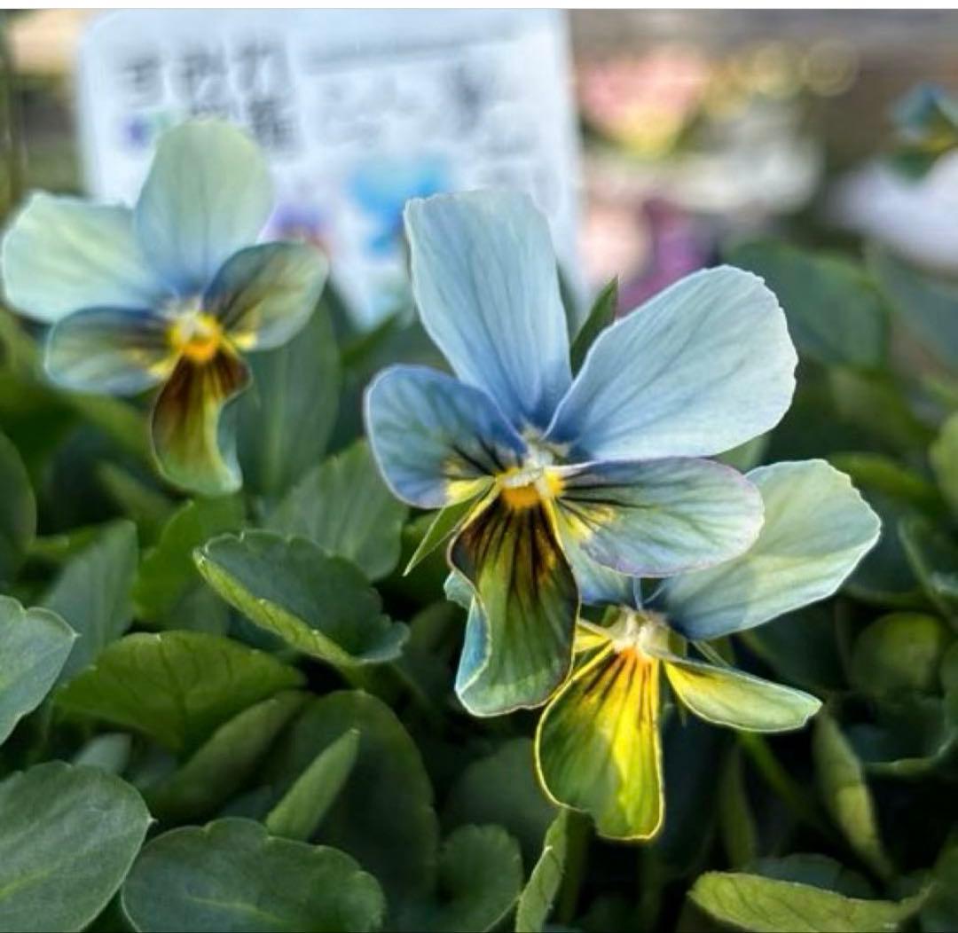 MIYABI様ご依頼品　計　5苗　現品　匿名メルカリ便発送