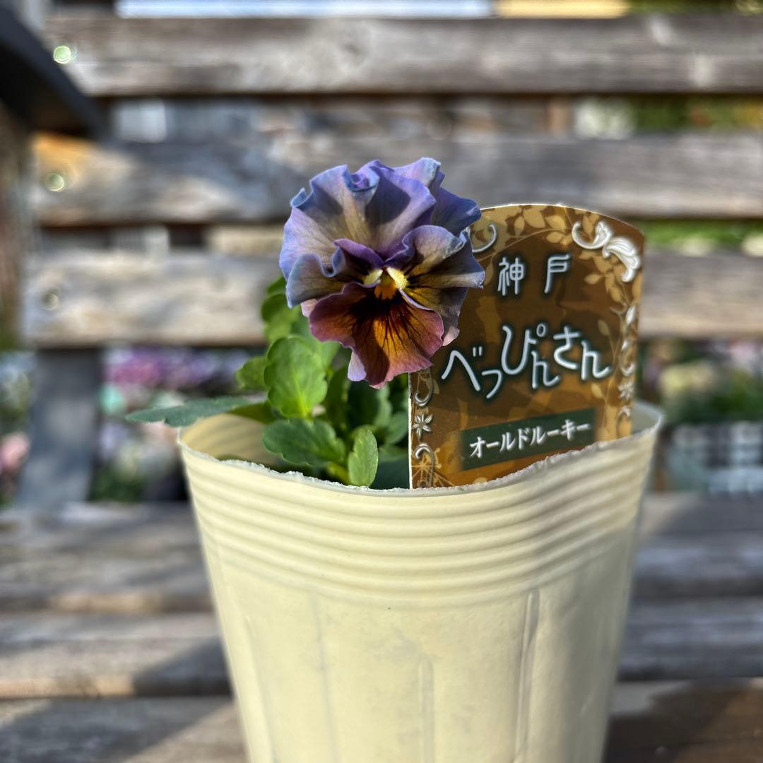 MIYABI様ご依頼品　計　5苗　現品　匿名メルカリ便発送