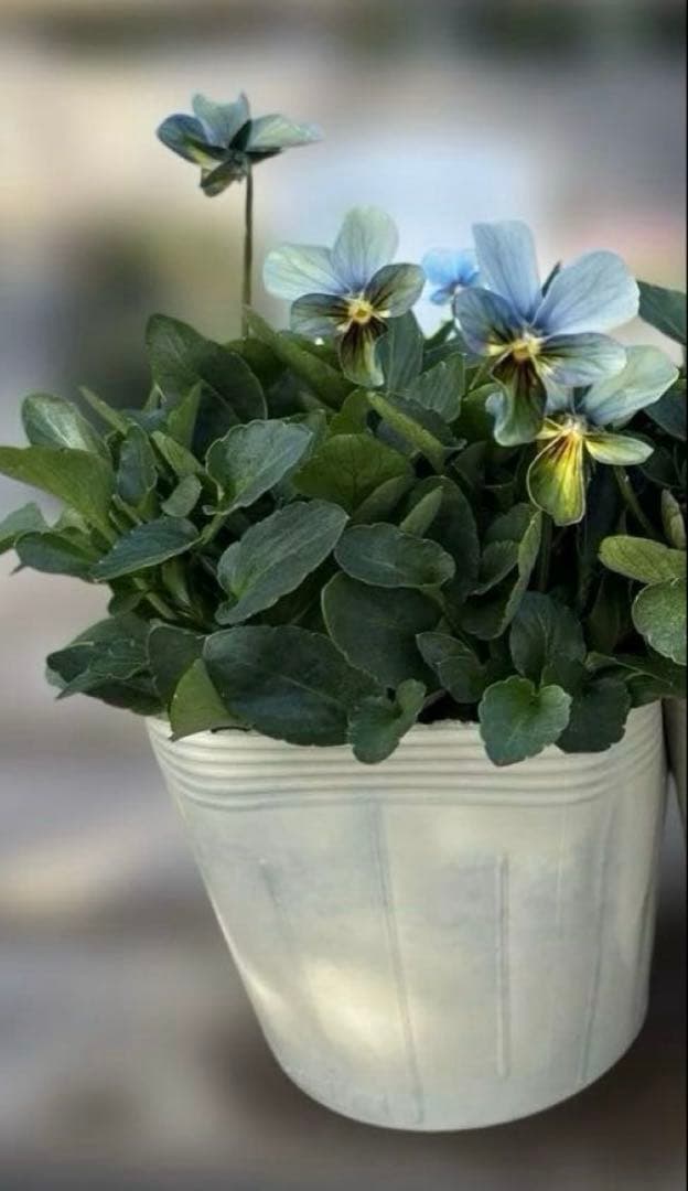 MIYABI様ご依頼品　計　5苗　現品　匿名メルカリ便発送