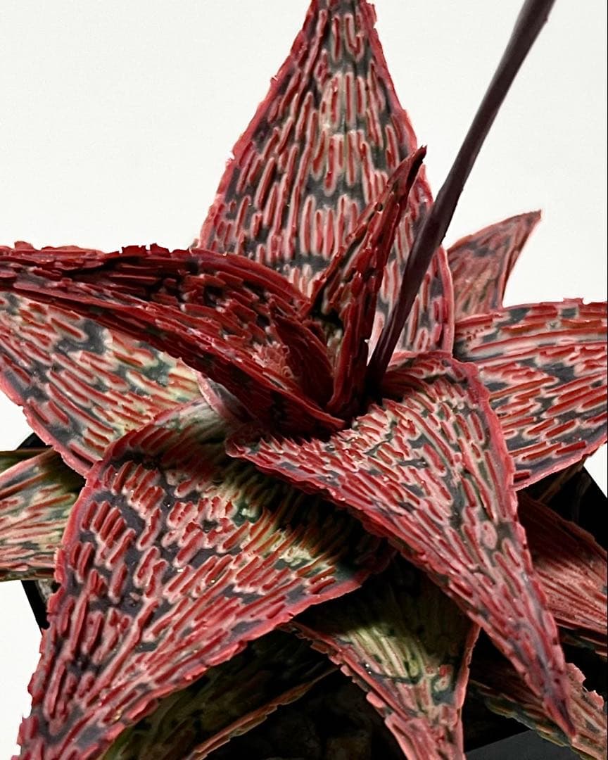 速達付き◾️アロエTCTハイブリッド【親株】充実株第四種Aloeアロエハイブリッド