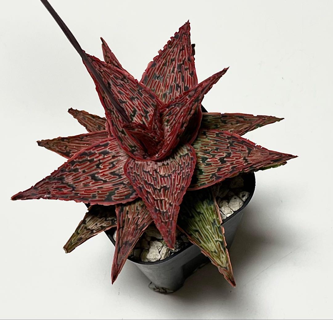 速達付き◾️アロエTCTハイブリッド【親株】充実株第四種Aloeアロエハイブリッド