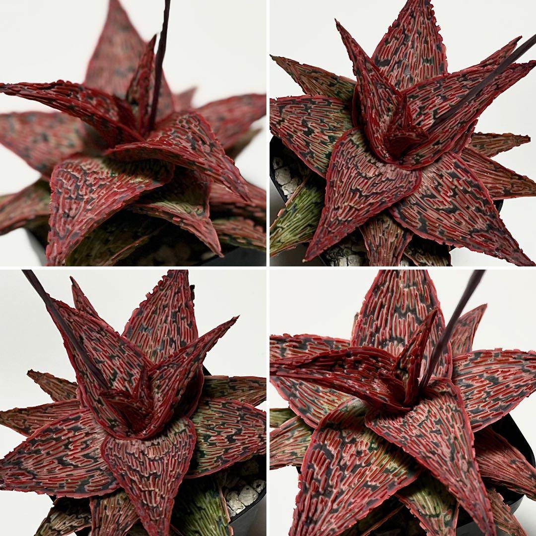 速達付き◾️アロエTCTハイブリッド【親株】充実株第四種Aloeアロエハイブリッド