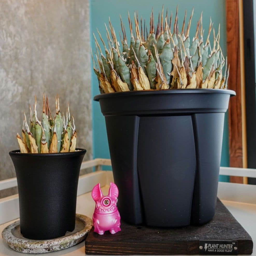 【7号XXXLサイズ】発根屋史上最大級・最高のエボリスピナ・発根済の陽炎株