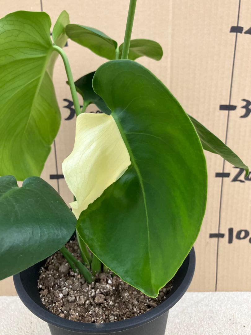 モンステラ斑入り　デリシオーサ実生株　2鉢セット