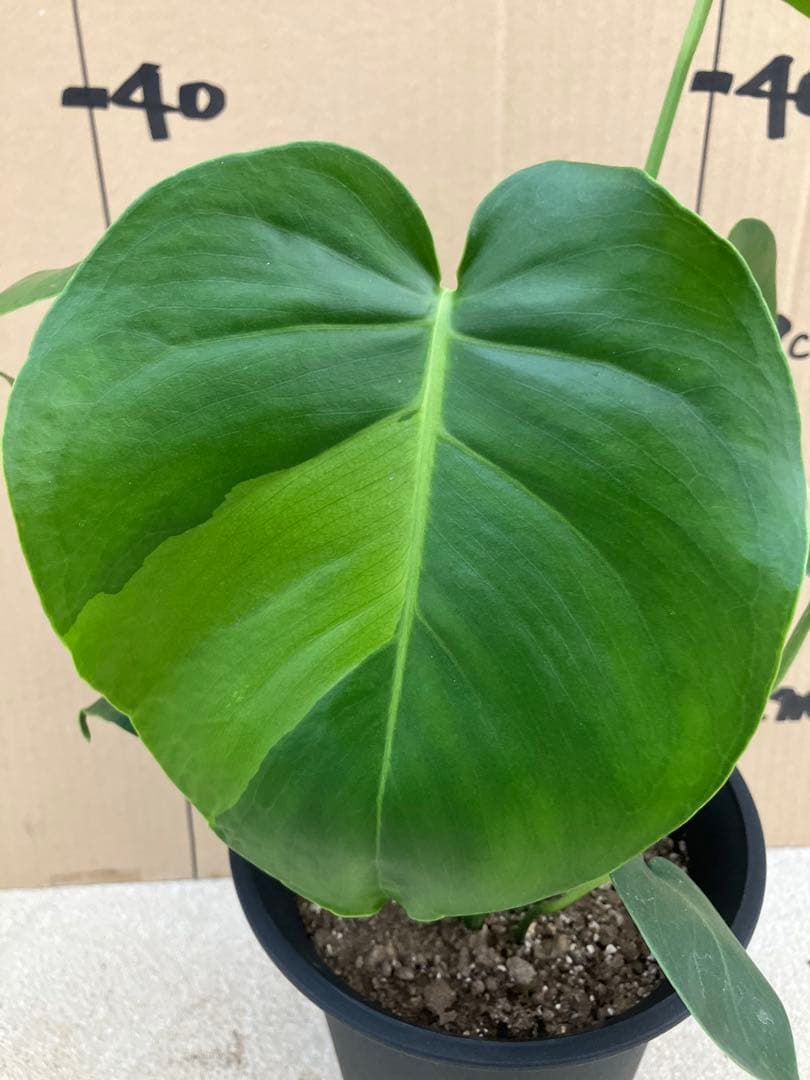 モンステラ斑入り　デリシオーサ実生株　2鉢セット