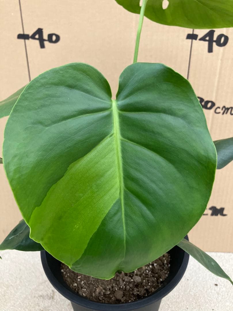 モンステラ斑入り　デリシオーサ実生株　2鉢セット