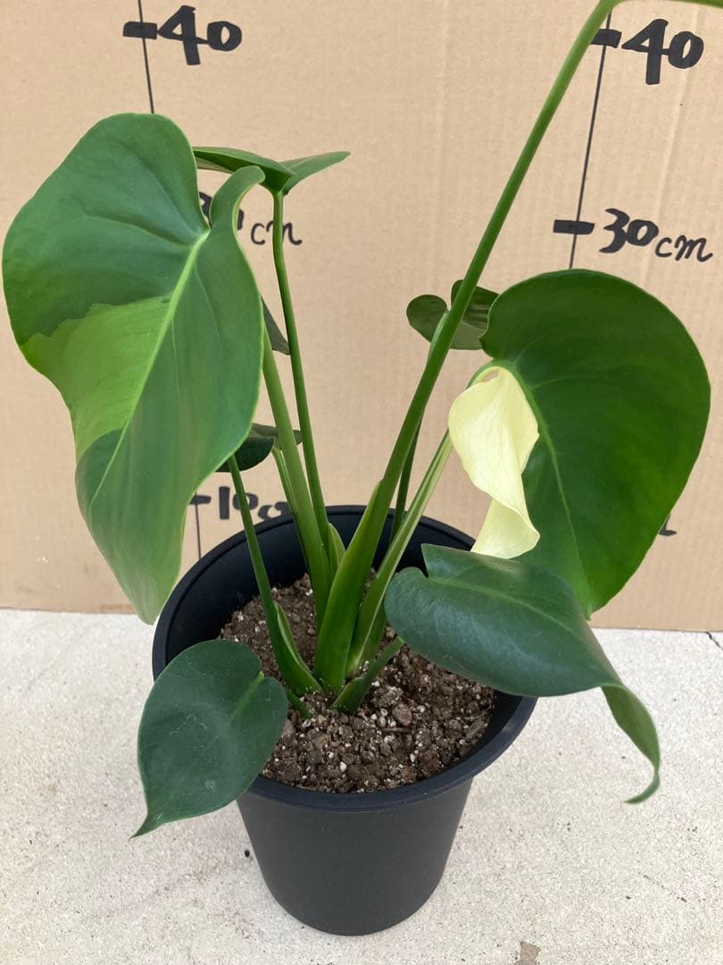 モンステラ斑入り　デリシオーサ実生株　2鉢セット