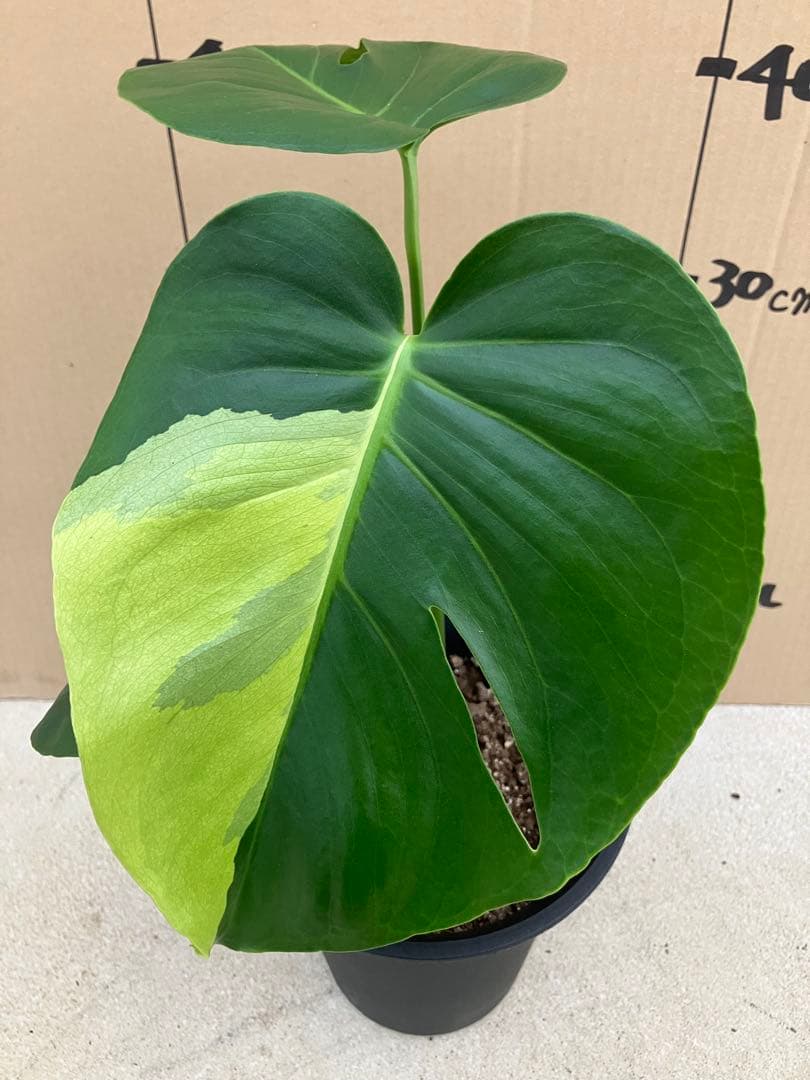 モンステラ斑入り　デリシオーサ実生株　2鉢セット