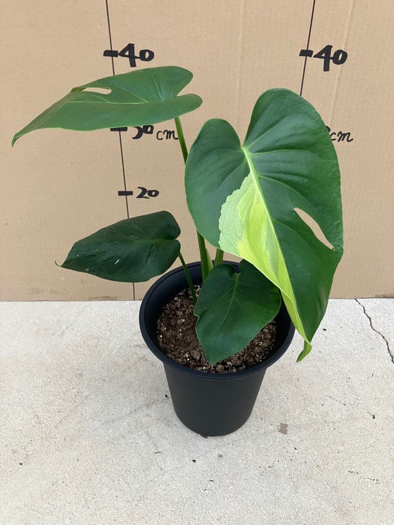 モンステラ斑入り　デリシオーサ実生株　2鉢セット