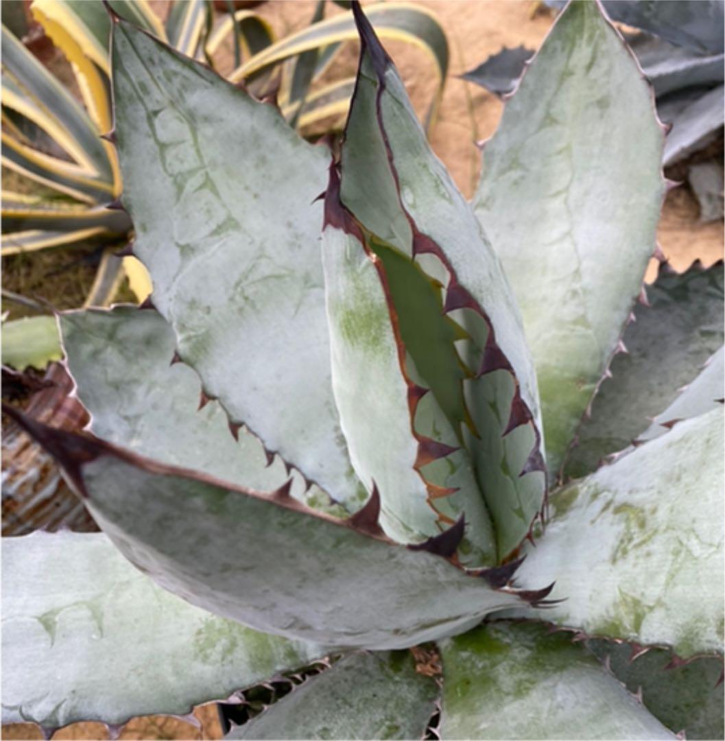 アガベ　チタノタ　BB BLACK＆BLUE 超々大型株　抜き苗発送送料込み