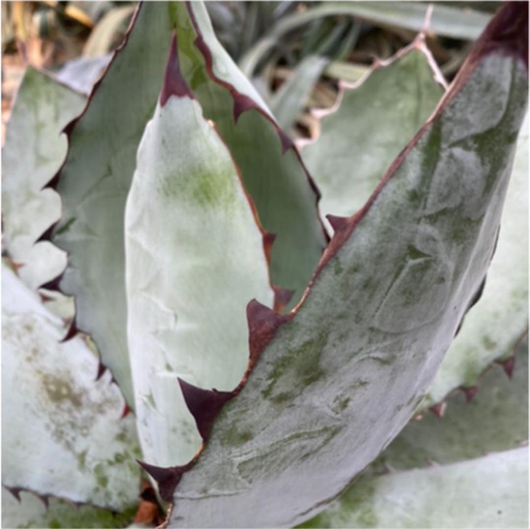 アガベ　チタノタ　BB BLACK＆BLUE 超々大型株　抜き苗発送送料込み