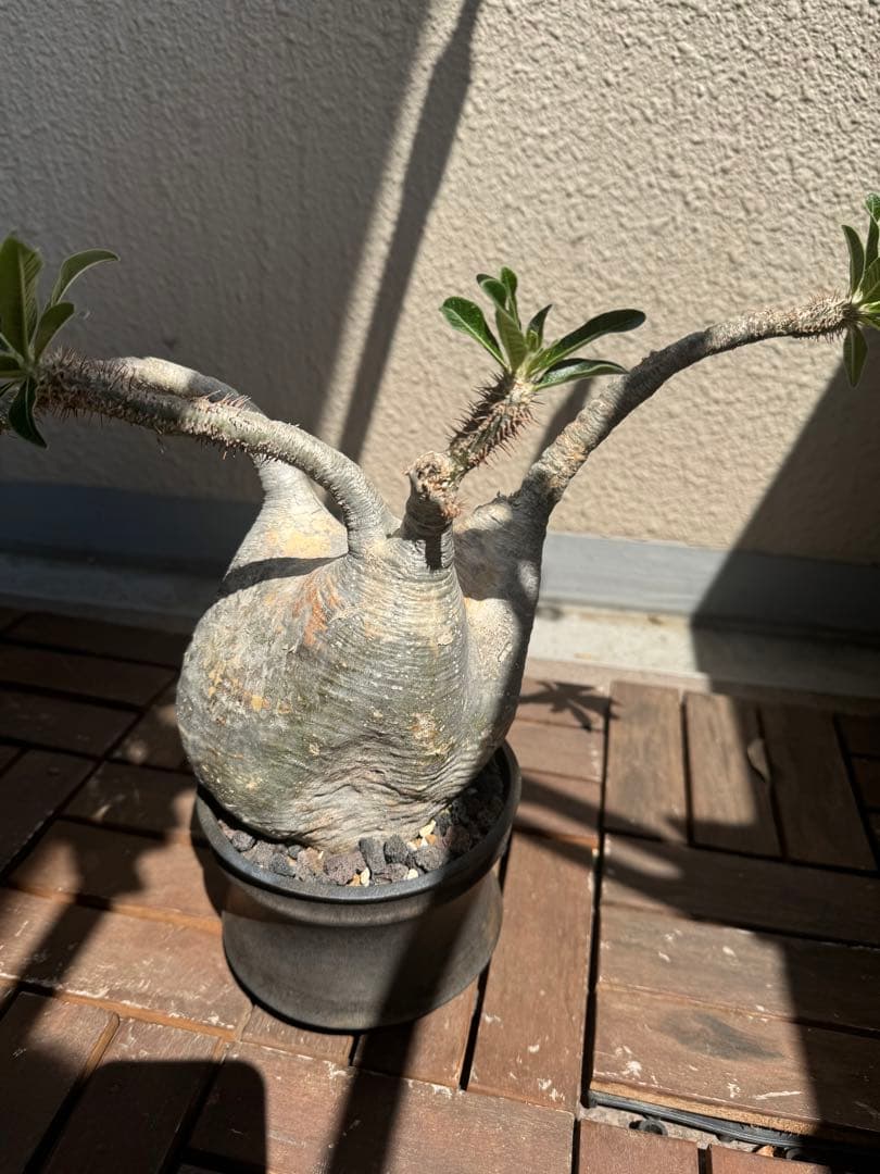 塊根植物 グラキリス　大株　現地球　発根後6年　カタチ製作所の鉢付き