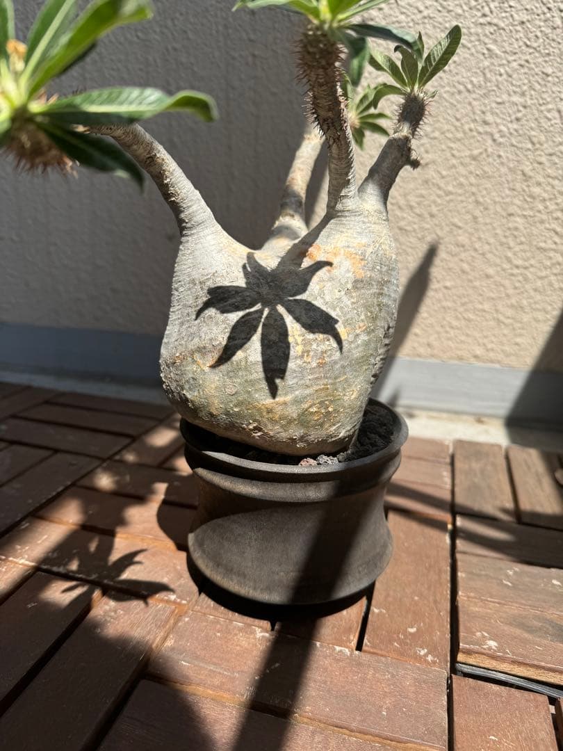 塊根植物 グラキリス　大株　現地球　発根後6年　カタチ製作所の鉢付き