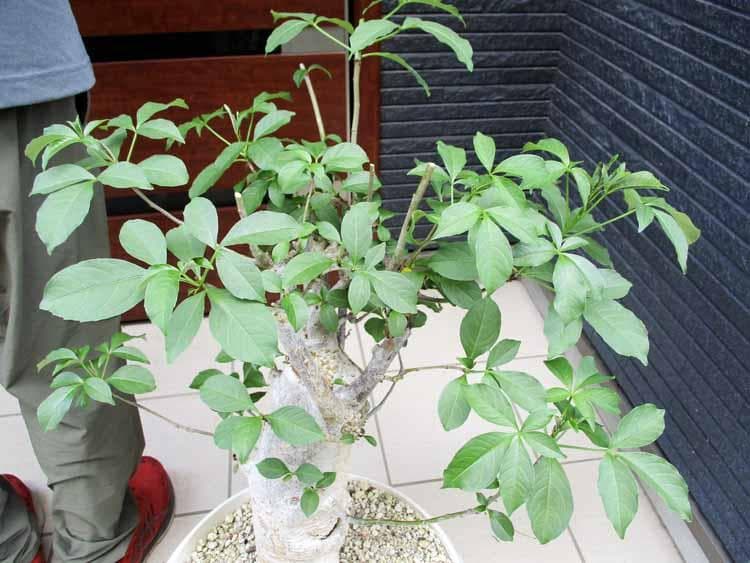 発根済【現品】バオバブの木　バオバブ・ディギタータ　15号鉢　HB番